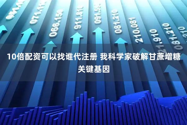 10倍配资可以找谁代注册 我科学家破解甘蔗增糖关键基因